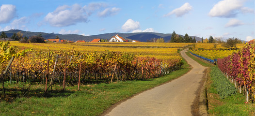 road in wineyards