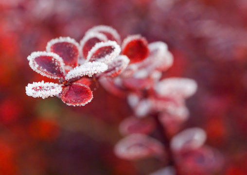 red leaves of berberis in the fall with frost