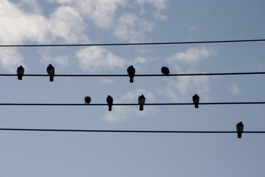 hi-wire birds