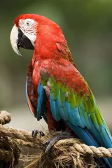 Foto op Plexiglas papegaai © Tan Kian Khoon