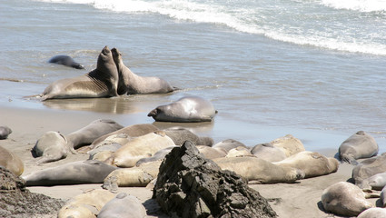 relaxing seals 2