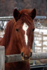 portrait of a horse