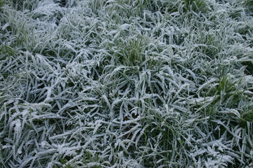icy grass