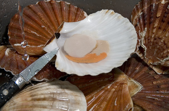 coquille saint jacques