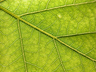 leaf