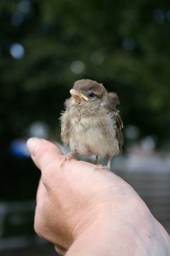 Baby Sparrow On Hand