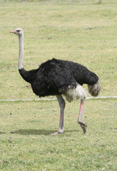ostrich