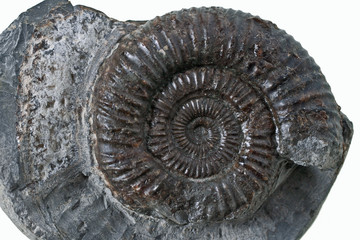 fossile amotite (3)