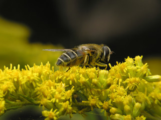 bee