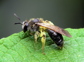 bee