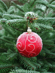 red christmas ball hanging on a christmas tree - 157914