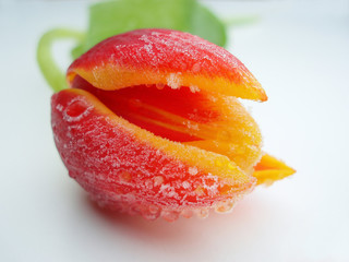 red orange and yellow tulip with ice crystals