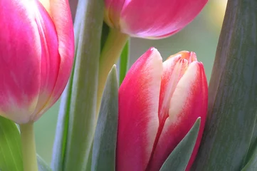 Crédence de cuisine en verre imprimé Macro tulipes roses et blanches
