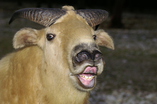 takin moqueur