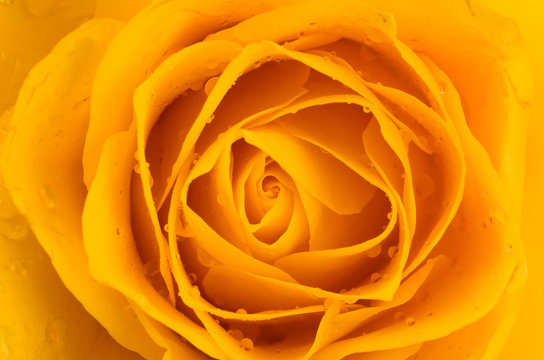 soft yellow rose