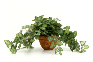 artificial house plant