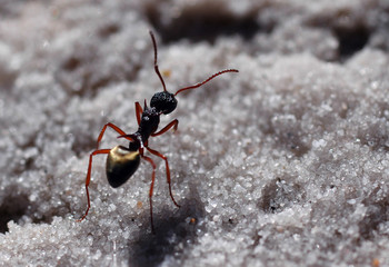 fourmi sur sable-ant on sand