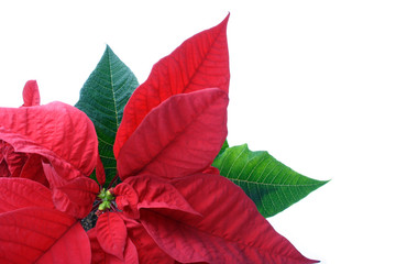 poinsettias close-up
