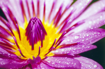 fleur de lotus-lotus flower