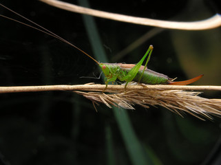grasshopper