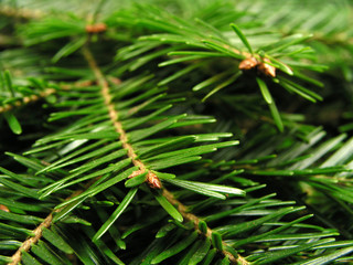 christmas tree – close-up
