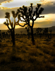 Obraz premium leaning joshua trees