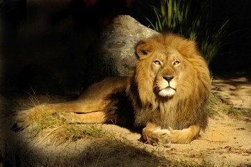 lion king sage