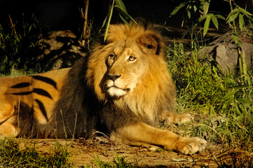 regal lion king