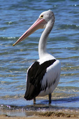 pelican by waters edge