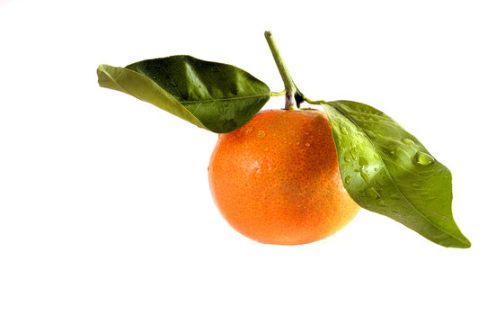 tangerine