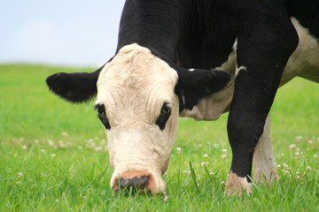 cow in a field