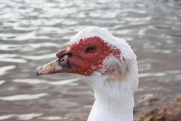 patito feo