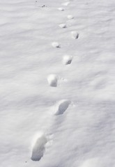 pisadas en la nieve