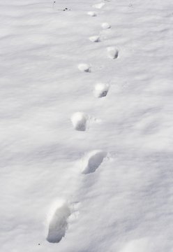 pisadas en la nieve