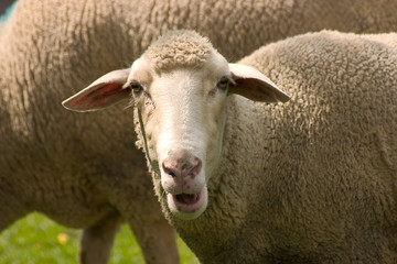 Obraz premium schafherde 07