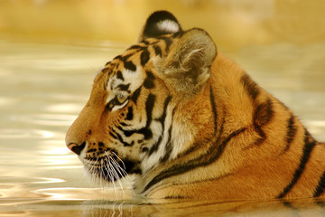 Obraz premium tigre dans l'eau
