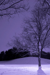 light post behind the tree, winter scene