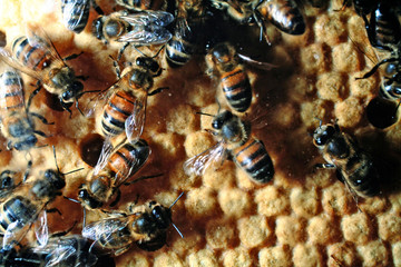 abeilles et couvain