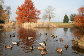 pond and ducks