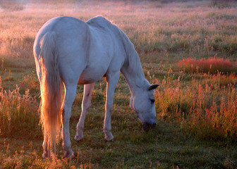 cheval et lumière du soleil levant