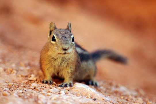 ecureuil à mante dorée-squirrel