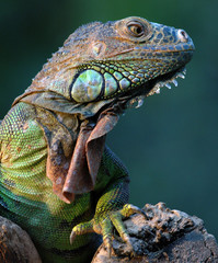 Fototapeta premium iguane vert-green iguana
