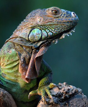 iguane vert-green iguana
