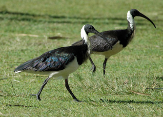 Obraz na płótnie Canvas ibis australia