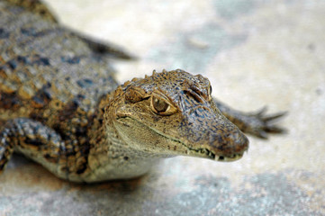 bébé croco-baby croc