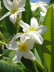 orchidée blanche