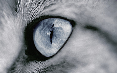 oeil de chat