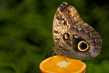 insect 003 butterfly