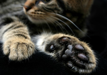 kittens paws