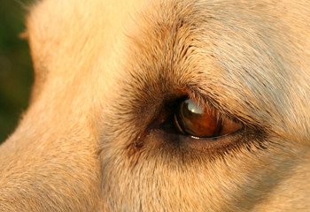dogs eye
